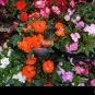 Impatiens Mixed Rosebud Blooms Flower 40 Seeds