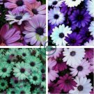 Cosmos Flower Seeds Acid Blue Double Flowers with Purple 200 Seeds
