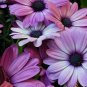 Cosmos Flower Seeds Acid Blue Double Flowers with Purple 200 Seeds
