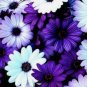 Cosmos Flower Seeds Acid Blue Double Flowers with Purple 200 Seeds