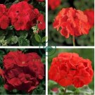 Geranium Deep Scarlet Perennial Flower 20 Seeds