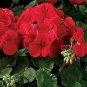 Geranium Deep Scarlet Perennial Flower 20 Seeds