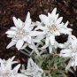 Genuine Edelweiss 40 Seeds