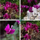 Purplish Red Cyclamen Flower 100 Seeds