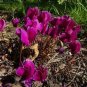 Purplish Red Cyclamen Flower 100 Seeds