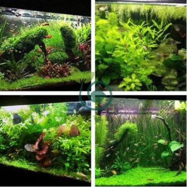 Aquarium Plant Aquarium Water 200 Seeds