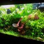 Aquarium Plant Aquarium Water 200 Seeds