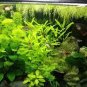 Aquarium Plant Aquarium Water 200 Seeds