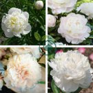 Peony Flowers White Damask with Light 40 Seeds