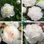 Peony Flowers White Damask with Light 40 Seeds