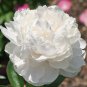Peony Flowers White Damask with Light 40 Seeds
