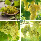 Yellow Red Cluster of Sweet Grape 200 Seeds