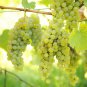 Yellow Red Cluster of Sweet Grape 200 Seeds