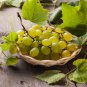 Yellow Red Cluster of Sweet Grape 200 Seeds