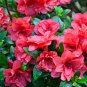 Japanese Azalea Dark Red Rhododendron Azalea Flowers 200 Seeds