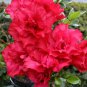 Japanese Azalea Dark Red Rhododendron Azalea Flowers 200 Seeds