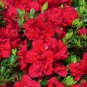 Japanese Azalea Dark Red Rhododendron Azalea Flowers 200 Seeds