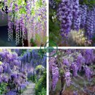 Climbing Rattan Wisteria Flower Planting 20 Seeds