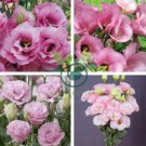 Eustoma Grandiflorum Water Pink Double Flowers Hybrid 200 Seeds