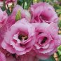 Eustoma Grandiflorum Water Pink Double Flowers Hybrid 200 Seeds