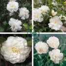 White Camellia Flowers Seeds Double Flowers  20 Seeds