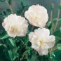 White Camellia Flowers Seeds Double Flowers 20 Seeds