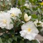 White Camellia Flowers Seeds Double Flowers 20 Seeds