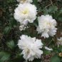 White Camellia Flowers Seeds Double Flowers 20 Seeds