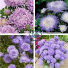 Blue Round China Aster Perennial Flower 60 Seeds