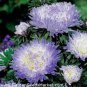 Blue Round China Aster Perennial Flower 60 Seeds