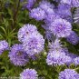 Blue Round China Aster Perennial Flower 60 Seeds