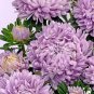 Blue Round China Aster Perennial Flower 60 Seeds