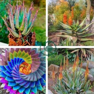 Aloe Vera Plant Herbal Succulent 200 Seeds