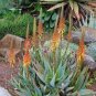 Aloe Vera Plant Herbal Succulent 200 Seeds