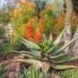 Aloe Vera Plant Herbal Succulent 200 Seeds