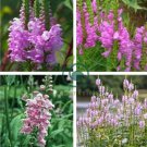 Pink False Dragonhead Flower Perennial 60 Seeds