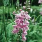 Pink False Dragonhead Flower Perennial 60 Seeds