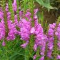 Pink False Dragonhead Flower Perennial 60 Seeds