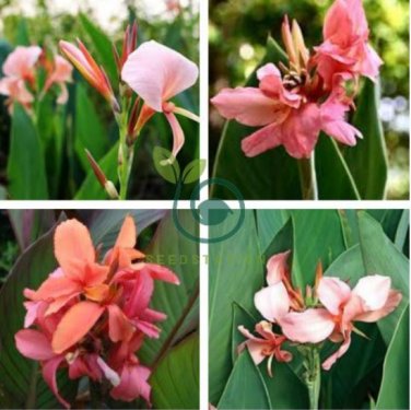 Dwarf Bonsai Canna Lily Outdoor Tropical Bronze Scarlet Foliage 200 Seeds