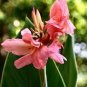 Dwarf Bonsai Canna Lily Outdoor Tropical Bronze Scarlet Foliage 200 Seeds