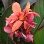 Dwarf Bonsai Canna Lily Outdoor Tropical Bronze Scarlet Foliage 200 Seeds