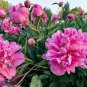 Rare Light Purple Fragrant Peony 'Shuang Bao' Seedling 10 Seeds