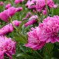 Rare Light Purple Fragrant Peony 'Shuang Bao' Seedling 10 Seeds