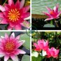 'Helena Rubinstein' Red Lotus Flower Water Lily Flower  2 Seeds