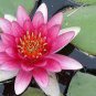 'Helena Rubinstein' Red Lotus Flower Water Lily Flower  2 Seeds