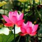 'Helena Rubinstein' Red Lotus Flower Water Lily Flower  2 Seeds
