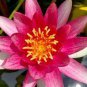 'Helena Rubinstein' Red Lotus Flower Water Lily Flower  2 Seeds