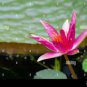 'Helena Rubinstein' Red Lotus Flower Water Lily Flower 2 Seeds