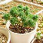 Succulent Plants Bonsai Sedum Multiceps Bonsai Potted Plants Purify 200 Seeds