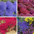 Aubrieta Cascade Bonsai Purple Flower Plants Superb Perennial 200 Seeds
